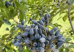 Image: The Rise of Black Olive: A Formerly Humble Fruit Now a Delicacy