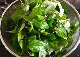 Image: Rau Day: The Nutrient-Rich 'Green Ginseng' of Vietnam
