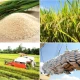 Image: India's ban on rice exports: How do Vietnam and countries produce and consume rice?