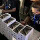 Image: iPhone 16 launch sparks optimism in Vietnam's retail systems