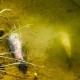 Image: Cà Mau to Build Pump Stations to Address Fish Deaths
