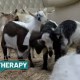 Image: Tennessee Goat Ranch Combines Snuggles, Yoga, and Therapy