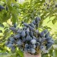 Image: The Rise of Black Olive: A Formerly Humble Fruit Now a Delicacy