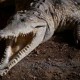 Image: Tourist Dies After Crocodile Attack in Puerto Vallarta