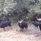 Image: Two Wild Cattle Found Dead in Dong Nai Nature Reserve