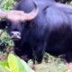 Image: Unusual Deaths of Two Wild Cattle in Dong Nai Reserve