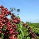 Image: Coffee Prices Drop to 92,300 VND/kg in Vietnam