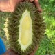 Image: Durian Prices Plummet, Farmers Face Heavy Losses