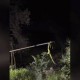 Image: Experts Warn Against Mass Killing of Red-Tailed Green Snakes