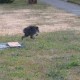 Image: Jimothy the Raccoon Captivates Hearts Worldwide