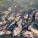 Image: Mass Fish Deaths Devastate Cat Ba Fishermen