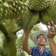 Image: Over 100 Chinese Companies Seek Durian Partners in Vietnam