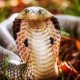 Image: Woman Sucks Snake Venom to Save Husband, Both Hospitalized