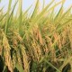 Image: Cautious Purchasing Amid Limited Rice Supply in Vietnam