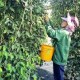 Image: Coffee Prices Drop Significantly Amid Global Market Trends