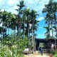 Image: Farmer in Nghe An Thrives with Thousands of Palm Trees