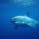 Image: Lifeguard Pulled Underwater by Great White Shark in Maine