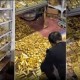 Image: Massive Gold Seizure: 13.5 Tons Discovered in a Villa