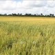Image: Vietnam Delivers Rice Produced in Cuba to Partners