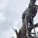 Image: Man Fined for Cutting Down Pine Tree in Da Lat