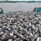 Image: Over 50 Tons of Grouper Die After Heavy Rain in Thanh Hoa
