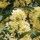 Image: Top 4 Colorful Autumn Plants That Bring Good Luck