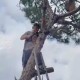 Image: Young Man Penalized for Cutting Down Pine Tree in Da Lat