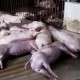 Image: Lightning Strikes, Killing 20 Pigs in Nghe An
