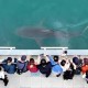 Image: Stranded Shark Sparks Brand War in South Korea