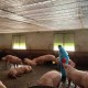 Image: The Dangers of Salbutamol in Pork Consumption