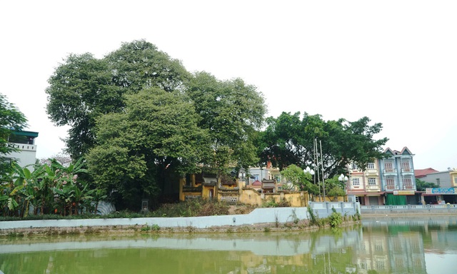 A thrilling story about the treasure of a thousand-year-old Diospyros decandra tree in Hanoi