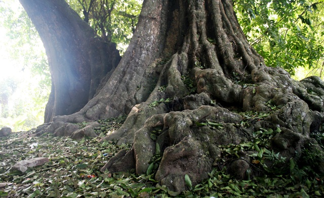 A thrilling story about the treasure of a thousand-year-old Diospyros ...