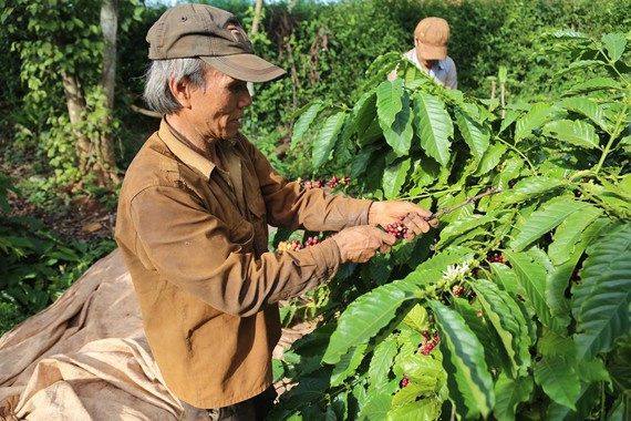 Coffee farmers suffer poor crop, low price
