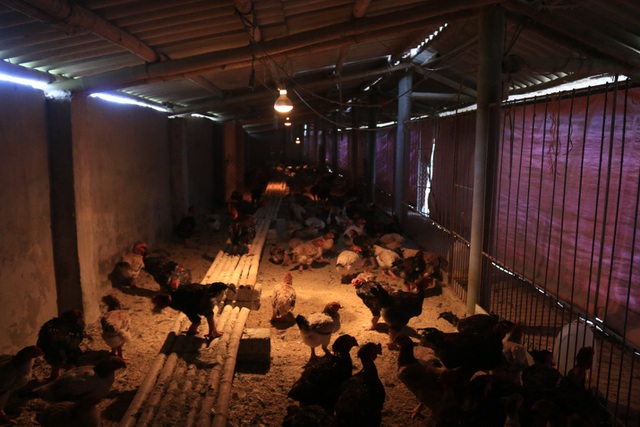 Dong Tao Chicken drinks garlic wine, dragon scale legs are “hunted” by rich people as Tet gifts