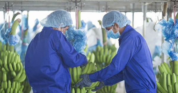 HAGL Agrico transferred 3 more subsidiaries to Thaco