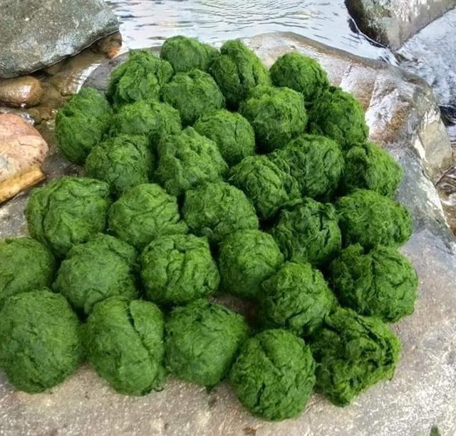 Heaven’s specialty grows on rocks in the Northwest, if you want to eat, you must bring the pestle to pound
