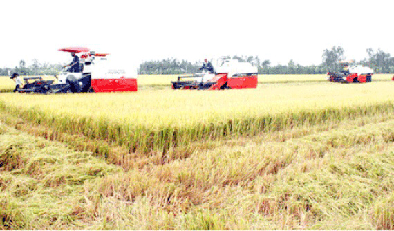 High rice export price benefits farmers