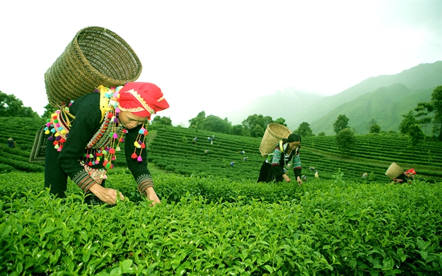 Lai Châu develops community tourism