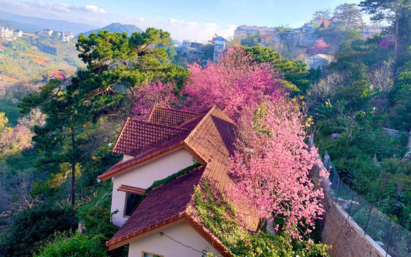 Leaving Saigon, the couple went to Da Lat to build a house facing the valley, looking at the beautiful fairytale garden.