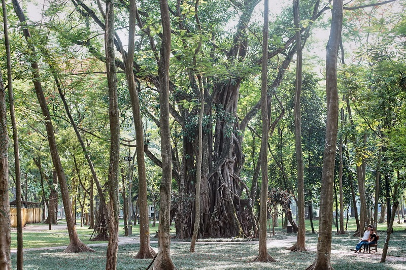Bach Thao Park A peaceful green heaven in the heart of Hanoi