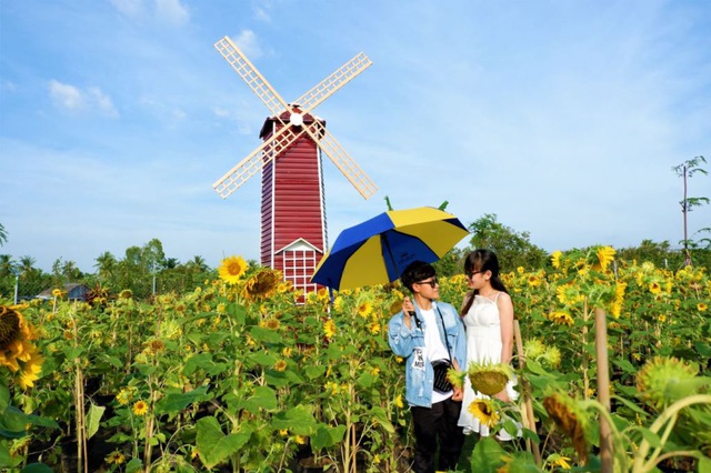 The largest sunflower garden in Sa Dec captivates the people of the West