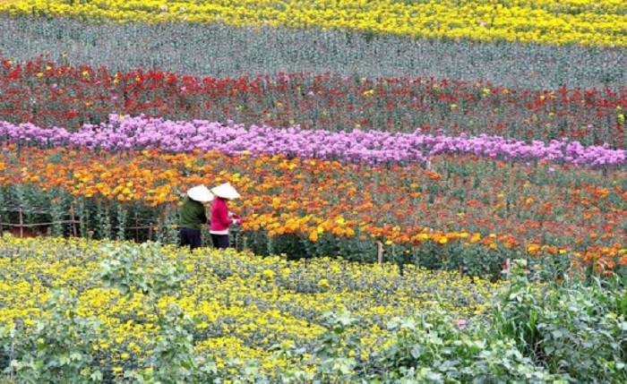 Travel Hai Phong to Ha Lung flower village on Tet holiday » Vietnam ...