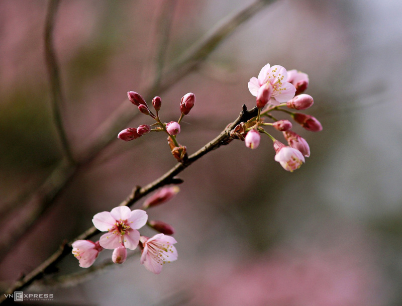 Da Lat dipped in cherry blossom pink