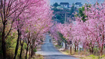 Delectable eateries that shouldn t miss in Da Lat