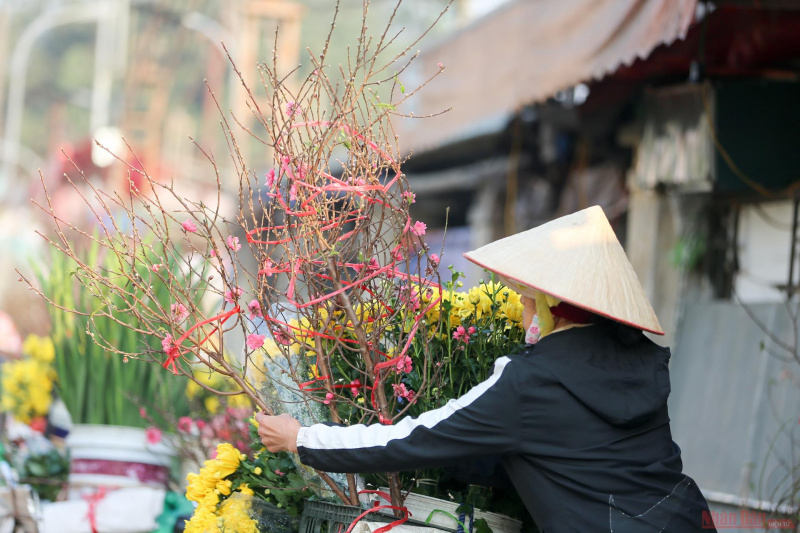 Peach blossoms signal early Tet in Hanoi streets