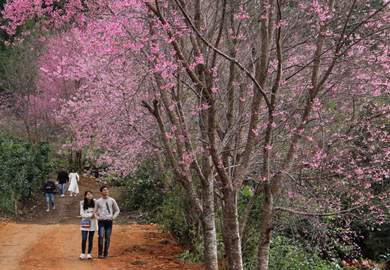 Pinky cherry-like apricot trees in Lang Biang plateau