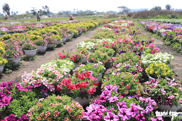 ‘Raid’ Saigon flower village is blooming, waiting for Tet