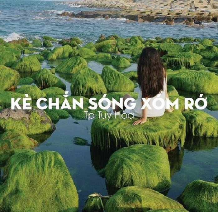 Tuy Hoa spring tour checked in Xom Ro embankment full of attractive green moss