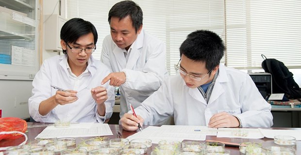 Vietnamese scientist in Japan discovers invasive plant’s health benefits