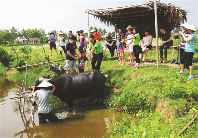 Buffalo tours in Hội An prove a hit